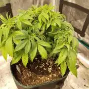 Black Domina Feminized – Sensi Seeds