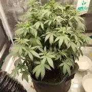 Double Banana Kush Fem