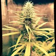 Choclate Rainbow XXL - Sensi Seeds