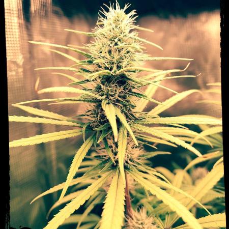 Choclate Rainbow XXL - Sensi Seeds
