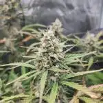 Fast Buds – Bubblegum Automatic