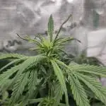 Sensi Seeds – White Diesel Haze Auto
