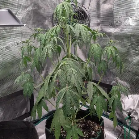 Sensi Seeds – Sticky Orange XXL Auto