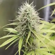 Sensi Seeds - Sticky Orange XXL Auto