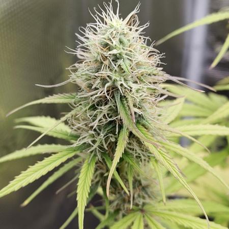 Sensi Seeds - Sticky Orange XXL Auto