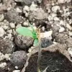Sensi Seeds – Big Bud