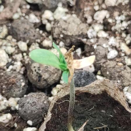 Sensi Seeds – Big Bud