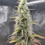 Sensi Seeds – Sticky Orange XXL Auto