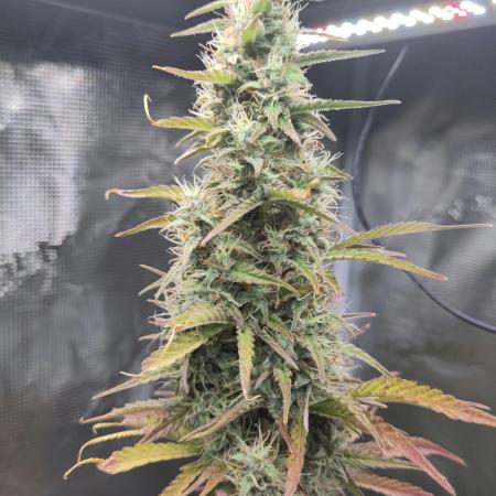 Sensi Seeds – Sticky Orange XXL Auto