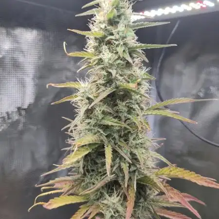 Sensi Seeds – Sticky Orange XXL Auto