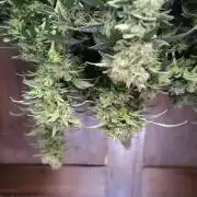 Double Banana Kush Fem