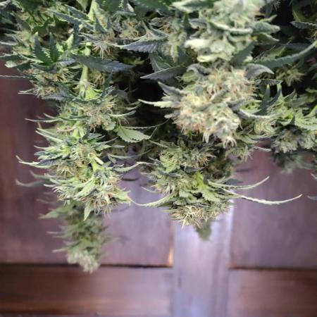Double Banana Kush Fem