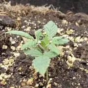 Fast Buds – LSD 25