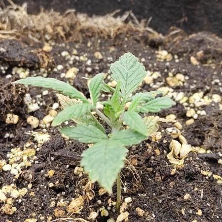 Fast Buds – LSD 25