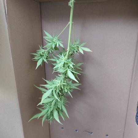 Fast Buds – Mexican Airlines Automatic