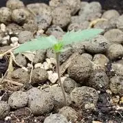 Choclate Rainbow XXL - Sensi Seeds