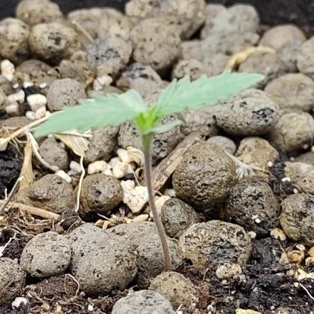 Choclate Rainbow XXL - Sensi Seeds