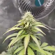 Sensi Seeds – Northern Lights (fem)