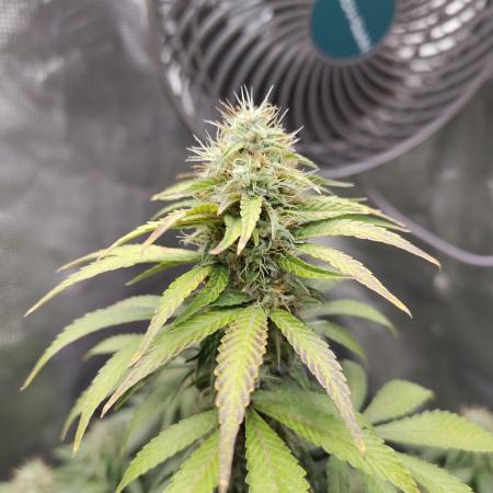 Sensi Seeds – Northern Lights (fem)