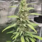 Rainbow Choclate XXL – Sensi Seeds