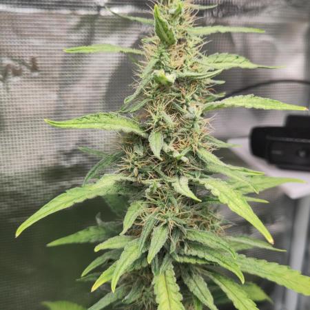Rainbow Choclate XXL – Sensi Seeds