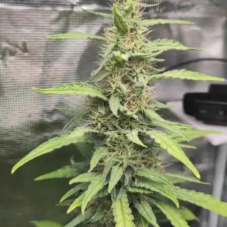 Rainbow Choclate XXL – Sensi Seeds