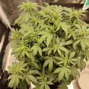 Black Domina Feminized – Sensi Seeds