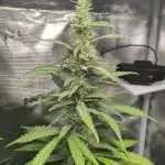 Rainbow Choclate XXL – Sensi Seeds