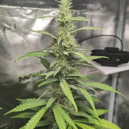 Rainbow Choclate XXL – Sensi Seeds