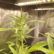 Sensi Seeds - Big Bud Cutlings #2 #3 #4