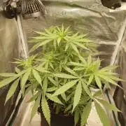 Choclate Rainbow XXL - Sensi Seeds