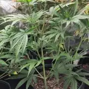 Sensi Seeds - Big Bud Cutlings #2 #3 #4