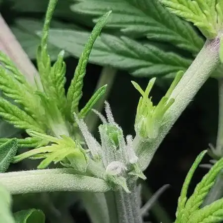 Fast Buds – Bubblegum Automatic