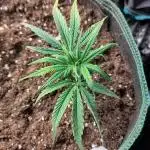 White Label – White Widow Cutling #2