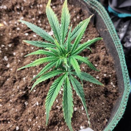 White Label – White Widow Cutling #2