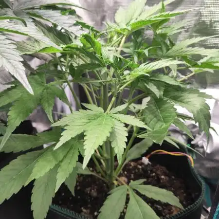Fast Buds – Jack Herer Automatic