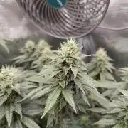 Black Domina Feminized – Sensi Seeds