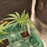 White Label – White Widow