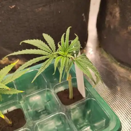 White Label – White Widow