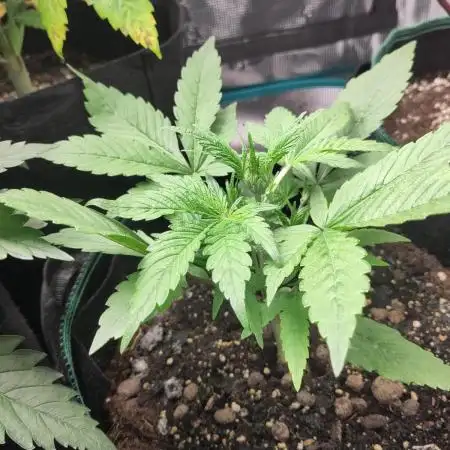 Fast Buds – Jack Herer Automatic