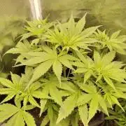Sensi Seeds - Sticky Orange XXL Auto