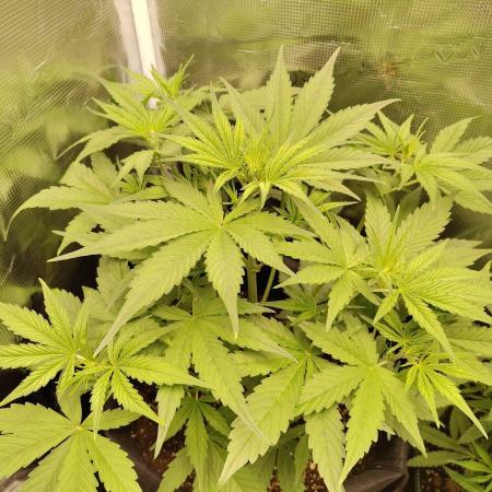 Sensi Seeds - Sticky Orange XXL Auto