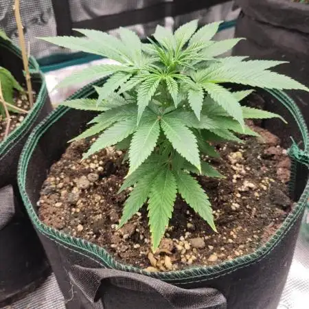 White Widow Cutling #1