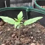 Fast Buds – Jack Herer Automatic