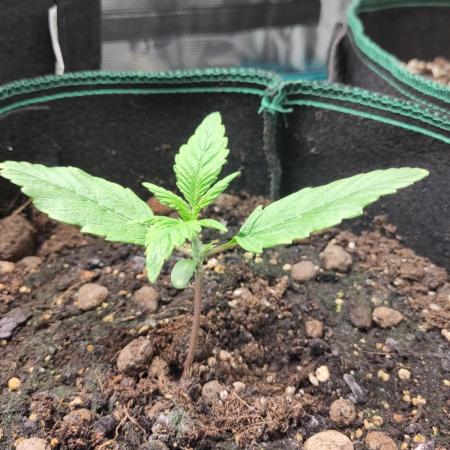 Fast Buds – Jack Herer Automatic