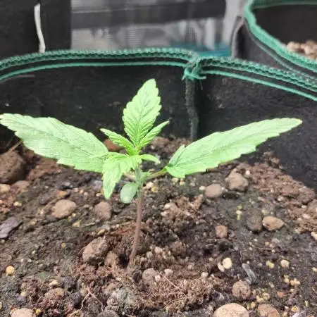 Fast Buds – Jack Herer Automatic