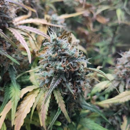 Fast Buds - Mexican Airlines Auto