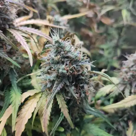 Fast Buds - Mexican Airlines Auto
