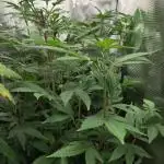 White Label – White Widow