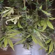 Fast Buds – LDS 25 Automatic